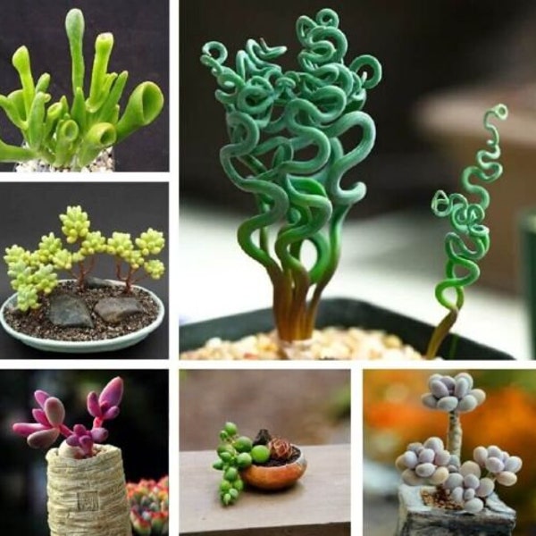 20 Living stone succulent  Seed and 10 Succulent colorful  seed  mix Easy and fun to Grow Plus Free Gift Limited Supply Order Now