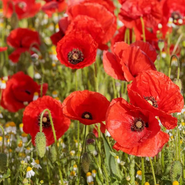 100 Red Poppy seeds perennial Showy blooms. Easy to grow in flower beds or garden Limited supply Order Now!