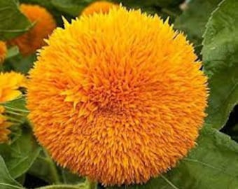 15 Sunflower Teddy Bear seeds Gorgeous flowers Easy and fun to grow plant  Non GMO Limited Supply Order Now