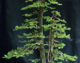 SALE 10 sequoia Redwood  Bonsai tree seed and 10 Blue Spruce bonsai tree seed fun to grow , home or patio Plus free gift, Limited  Order now