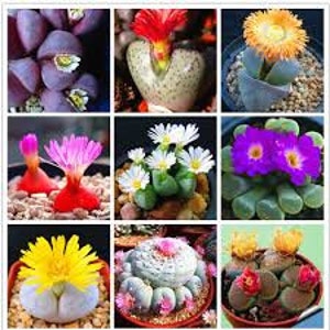 20 Stone succulent Lithops seed Fun and  to grow In home or patio  Limited Supply Order Now