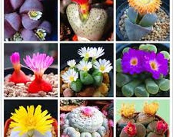 20 Stone succulent Lithops seed Fun and  to grow In home or patio  Limited Supply Order Now