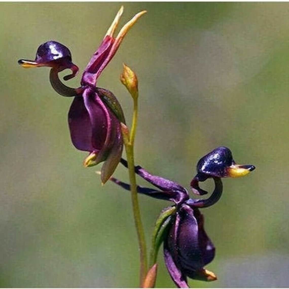 SALE 100 White Swan Orchid Flower Seeds and 20 Flying Duck Etsy
