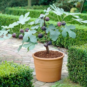 Peut inclure: Un figuier en pot avec des figues violettes foncées qui poussent sur ses branches. L'arbre est dans un pot en terre cuite et est entouré de buissons verts.