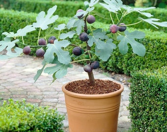 SALE! 50 Dwarf Turkish Brown Fig seeds Sweet Sweet fruit Fun to grow on patio or home Order Now