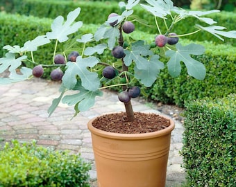 Fig Dwarf Turkish Brown 20 seed Sweet fruit  limited Order Now!