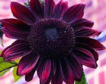 15 Chocolate Cherry Sunflower seed Gorgeous Showy  color Fun and easy to grow Limited Supply Order Now