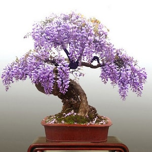 Piante di glicine bonsai, 2 confezioni da 20 semi ciascuna. Da piantare in casa o in terrazzo. In più, un regalo in omaggio. Disponibilità limitata. Ordina ora!
