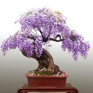 20 Wisteria bonsai Plant seed  Easy and fun to grow Plus Free Gift Limited supply Order Now