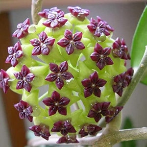 50 Hoya Star Canossa Flower seed  Rare  Nice Home, Patio Plant Easy and fun to grow Limited supply  Order Now!