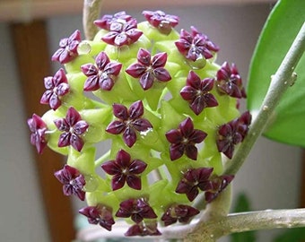 50 graines de fleurs Hoya Star Canossa Rare Nice Home, Patio Plant Facile et amusant à cultiver Approvisionnement limité Commandez maintenant