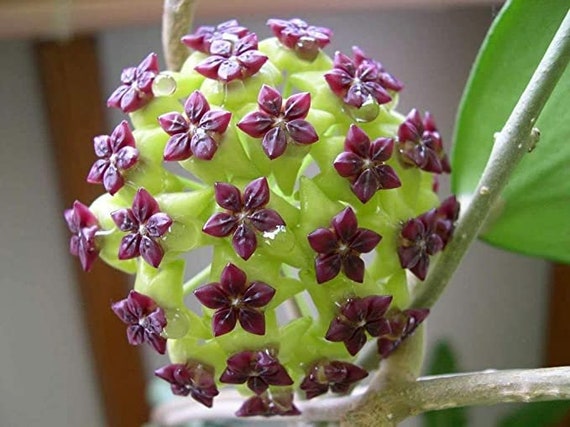 50 Semilla de flor de orquídea Hoya Star Canossa y 10 semillas - Etsy México