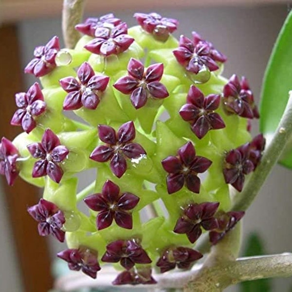 50 Hoya Star Canossa Blumensamen Selten Schönes Haus, Terrassenpflanze Einfach und macht Spaß Begrenzte Menge Jetzt bestellen