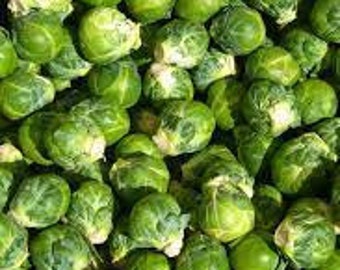 25 Brussels sprout seeds Non GMO Delicious and easy to grow Plant Limited supply Order Now