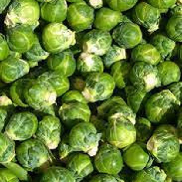 25 Brussels sprout seeds Non GMO Delicious and easy to grow Plant Limited supply Order Now