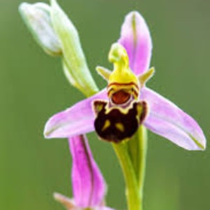 100 graines de fleur d'orchidée colombe blanche et 20 graines de bourdon rieur de haute qualité cadeau en plus belle plante d'intérieur approvisionnement limité Commandez maintenant image 6