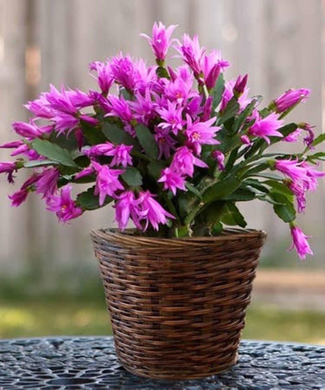 10 Purple Christmas Cactus Seed and 10 Living Stone Cactus Etsy