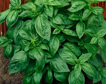 50 Italian Basil seeds Genovese Aromatic and flavorful. Easy to grow plant on patio or garden Limited supply Order Now