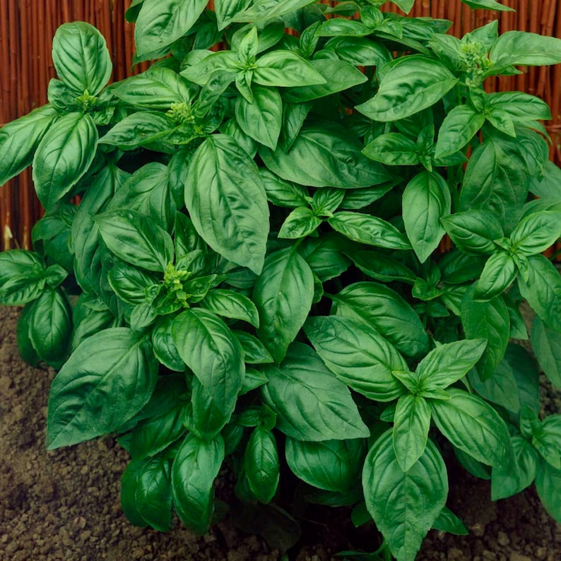 50 Italian Basil seeds Genovese Aromatic and flavorful. Easy to grow plant on patio or garden Limited supply Order Now image 1