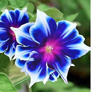May include: Two blue and white morning glory flowers with purple centers. The flowers are in focus and the background is blurred.