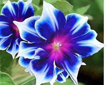 VENTE ! 20 graines de fleurs Morning Glory à rayures zébrées bleues et un cadeau amusant à cultiver sur la terrasse ou le jardin Commandez maintenant