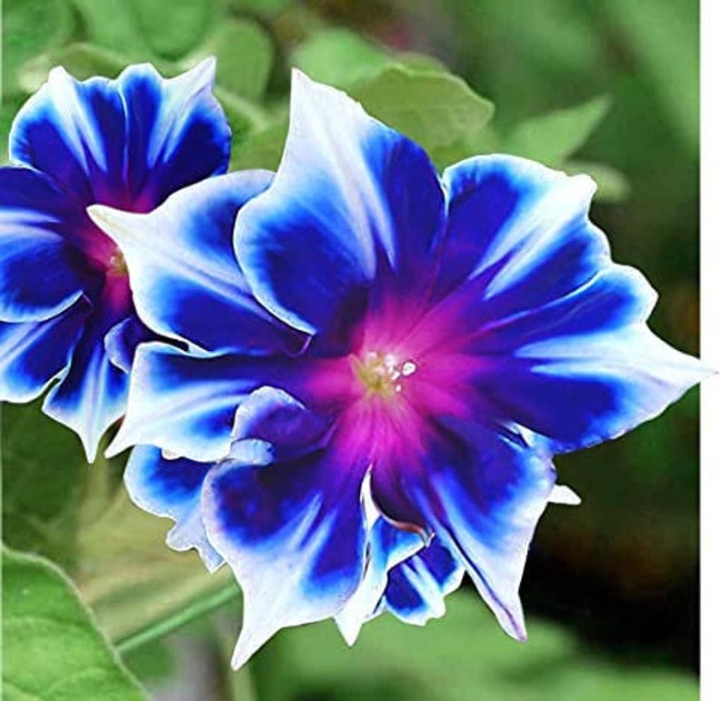 VENTE 20 graines de fleurs Morning Glory à rayures zébrées bleues et un cadeau amusant à cultiver sur la terrasse ou le jardin Commandez maintenant image 1