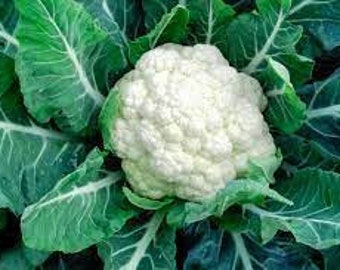 25 Cauliflower Seed Early Snowball Non GMO Delicious and easy to grow Limited Supply Order Now