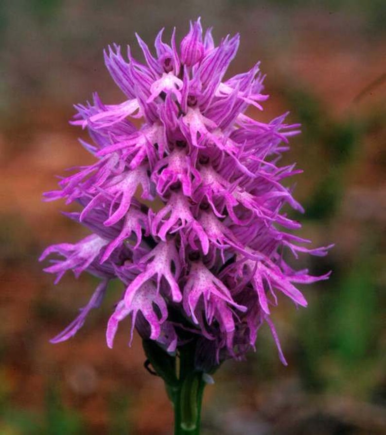 100 Laughing Bumble bee Orchid seed nd 20 Naked man Orchid seed Rare free Gift Nice home plant Limited supply Order now image 6
