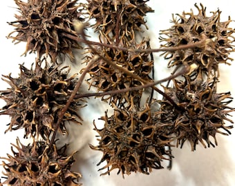 Sweet Gum Balls prickly ball witch's burrs vase wreath decoration craft supplies natural decor pods sweetgum balls natural crafting project