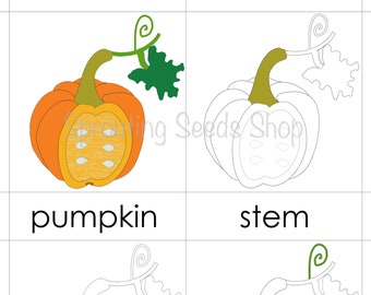 Parts of a Pumpkin PDF Diagram 3-part Cards and Coloring | Etsy