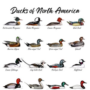 Poster: Ducks of North America, 11x17 Duck Art Print, Watercolor Painting, Ducks of Canada, Ducks of US, Realistic, Science, Birders, Hunter