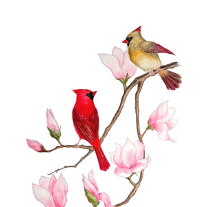 Par de cardeais com magnólias - Pintura de pássaros em aquarela, impressão artística de cardeais, 8x10, 8,5x11, impressão 5x7, cardeais vermelhos, amor, dia das mães