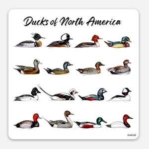 Magnet: Ducks of North America - watercolor painting, bird art, ducks of Canada and US, science, birders, hunters, duck hunting, field guide