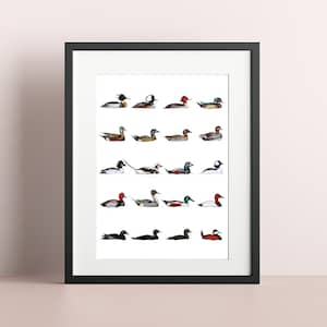 Ducks of North America Painting, Art Print 8x10, 8.5x11, 5x7 Ink Watercolor Drawing, Ducks of Canada US, Realistic Science, Gift for Birders