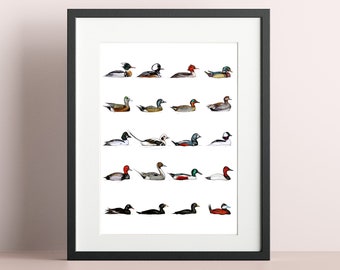 Ducks of North America Painting, Art Print 8x10, 8.5x11, 5x7 Ink Watercolor Drawing, Ducks of Canada US, Realistic Science, Gift for Birders