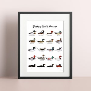 Ducks of North America with Species Names, Art Print 8x10, 8.5x11 Ink Watercolor Painting, Ducks of Canada US, science, birders, hunters