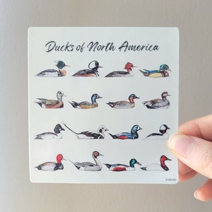 Sticker: Ducks of North America - watercolor bird art vinyl sticker, ducks of Canada and US, science art, birders, hunters, duck field guide