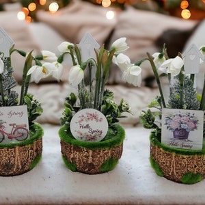 May include: Three small white flower arrangements in brown pots with green moss. Each arrangement has a different card with a spring theme. The cards say "Hello Spring" and feature a bicycle, a bouquet of flowers, and a birdhouse.