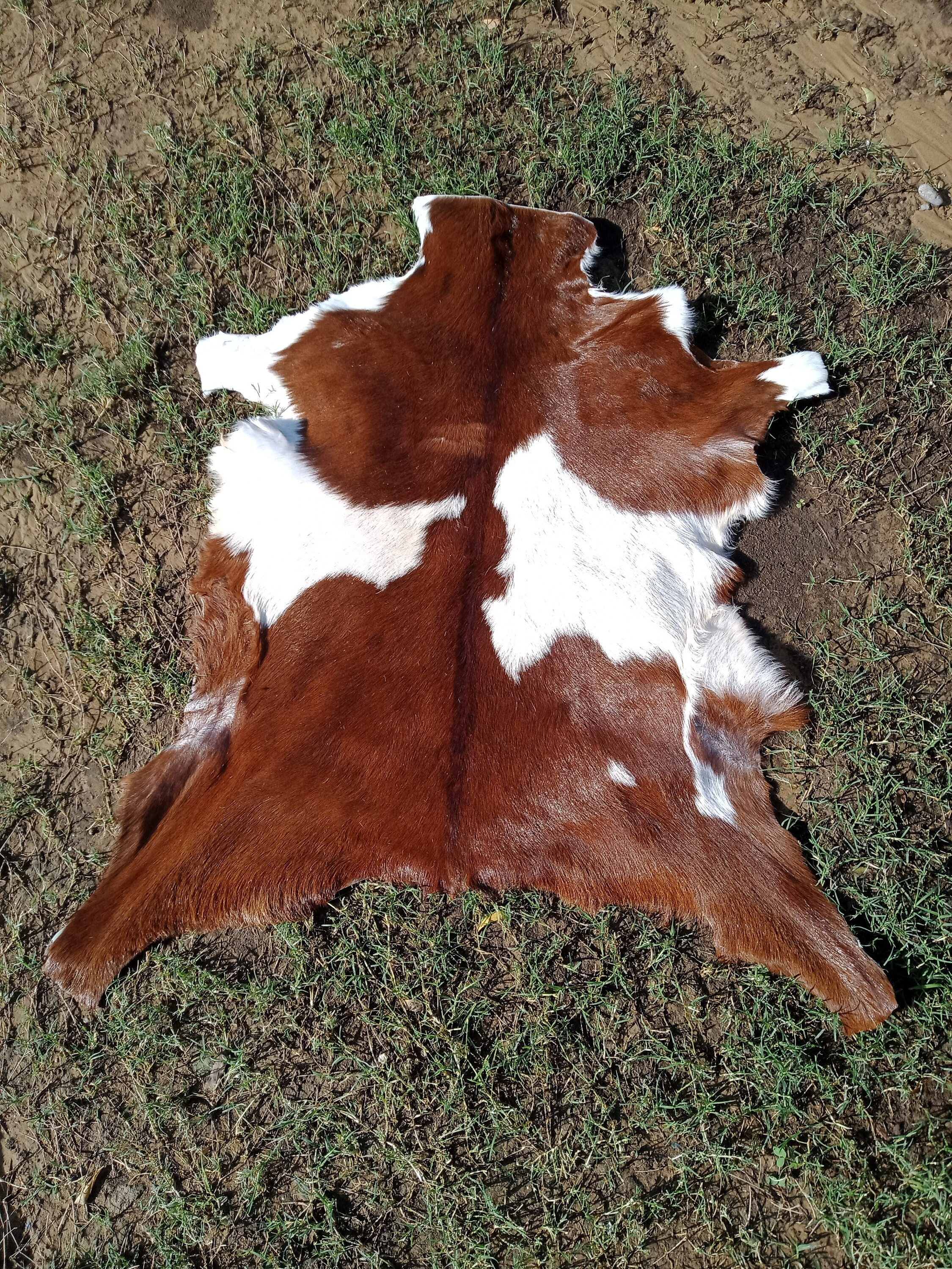 Animal Skin Decor - Etsy Animal Skin Decor - Etsy