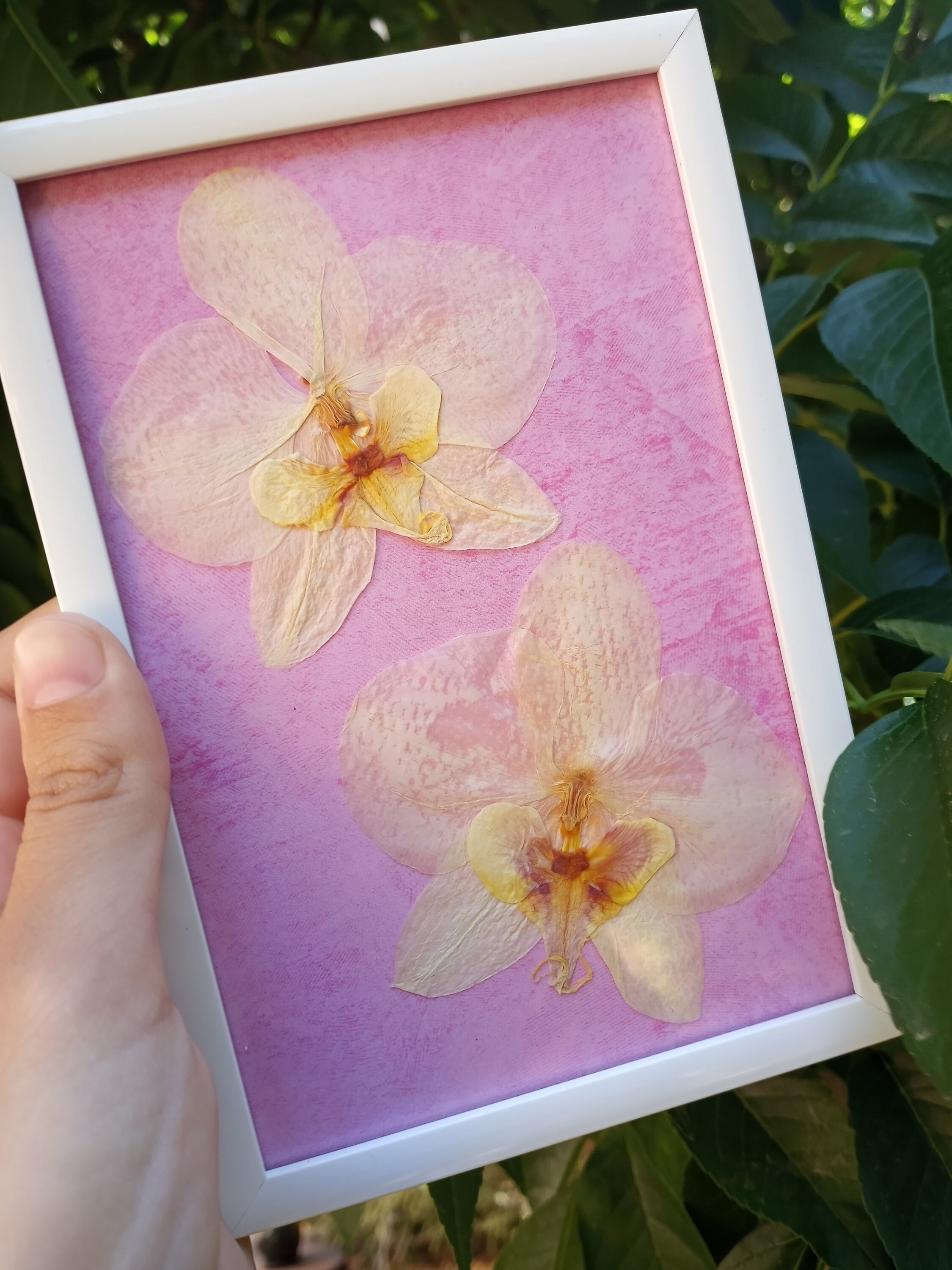Pressed Orchids in Frame Etsy