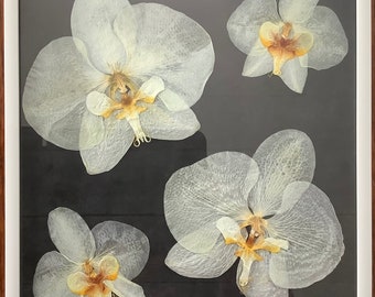 1904 Orchids Bouquet Vintage Look Metal Sign or Matted Print for 11x14 Frame