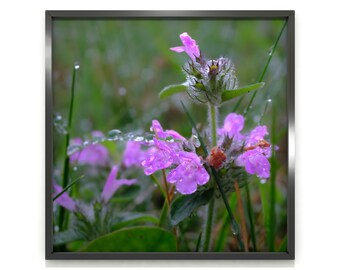 Wild flowers