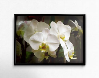 Orchid - Phalaenopsis Amabilis