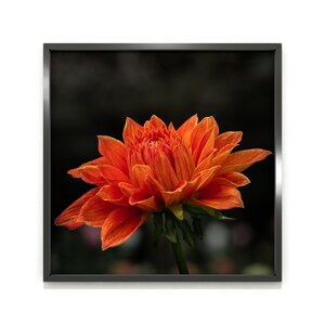 Può includere: Primo piano incorniciato di un fiore di dalia arancione. Il fiore ha più strati di petali e uno stelo verde scuro. Lo sfondo è di colore scuro sfocato. La cornice è nera.