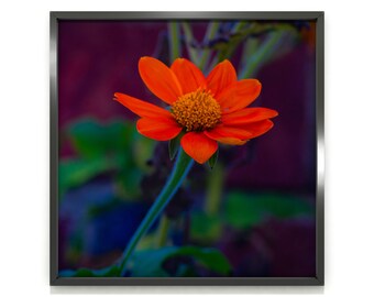 Mexican sunflower