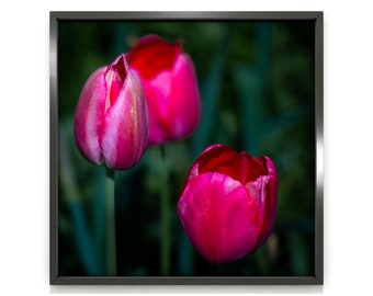 Three red tulips