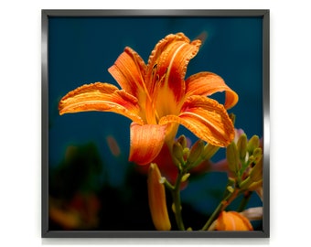 Orange day-lily