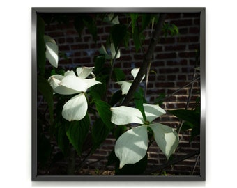 White dogwood flower