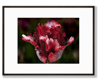 Parrot Tulip