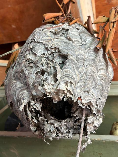 Paper wasp nest - Etsy 日本